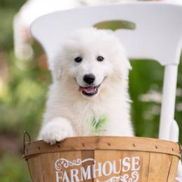 Rocco - White male Maremma Sheepdog puppy in Conway, Missouri from 2J 2K Border Collies | Maremma Sheepdogs