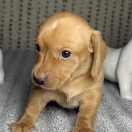 Dachshunds from Dachshund of M-A