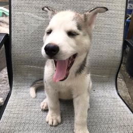 Siberian Huskies from Kurtz K9