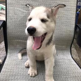 Siberian Huskies from Kurtz K9