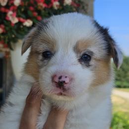 Maverick - Blue merle and white male American Corgi puppy in Neosho, Wisconsin from GC Farms Corgis