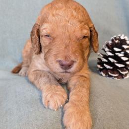 Atlas - Apricot male Goldendoodle puppy in Rochester, New York from Aimee Schamback