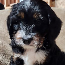 Bernedoodle Puppies from Prairie rose doodles