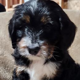Bernedoodle Puppies from Prairie rose doodles