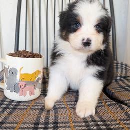 Mocha - Black tri-color male Australian Shepherd puppy in Kearney, Nebraska from Helix Aussies