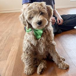 Spring Flame - Apricot male Goldendoodle puppy in Roy, Utah from Doodles are Amazing