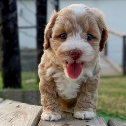 Australian Labradoodle Puppies from Integrity Labradoodles