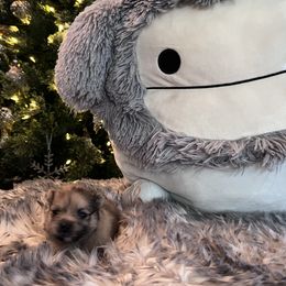 Brindle baby boy - Brindle male Pomeranian puppy in Taylor, Texas from Regal Poms