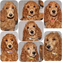 Poodle Puppies from Outlaw Canines