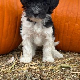 Oreo - Black and white female Bernedoodle puppy in Longmont, Colorado from Colorado Miniature Bernedoodle Puppies