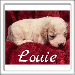 Hollis Boy 1 (Louie) - Parti male Goldendoodle puppy in Ankeny, Iowa from Iowadoodles2love
