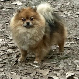 MUFFIN - Pomeranian