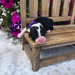 Dolly - Black and white female Sheepadoodle puppy in Ashton, Idaho from Kerr Kanine Ranch