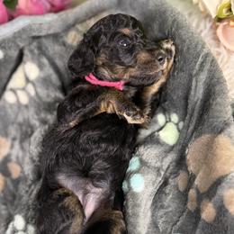 Rose - Phantom female Goldendoodle puppy in Lake Panasoffkee, Florida from Donnas Deluxe Doodles LLC