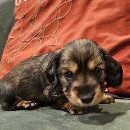 Oakley - Wild  boar and tan female Dachshund puppy in Fruita, Colorado from 3 B's Breeding