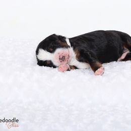 Bernedoodle Puppies from Bernedoodle Bliss