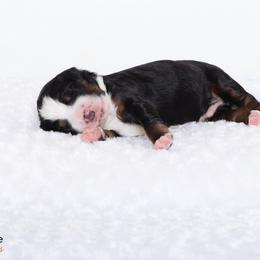 Bernedoodle Puppies from Bernedoodle Bliss