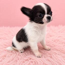 Blue star - Blue and white female Chihuahua puppy in Smyrna, Georgia from GeorgiasChihuahuas