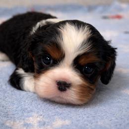 Tux - Tri-color male Cavalier King Charles Spaniel puppy in Greensboro, North Carolina from Hyde Park Cavaliers