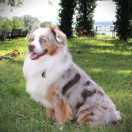 Leo - Miniature Australian Shepherd