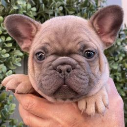 French Bulldogs from Baxa Frenchie’s