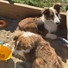 Shetland Sheepdog puppies from Heslip Family Puppies