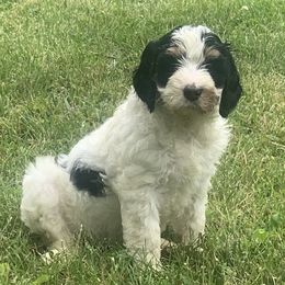 Bernedoodles from Kentucky Bernedoodles