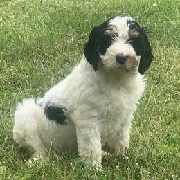 Bernedoodles from Kentucky Bernedoodles