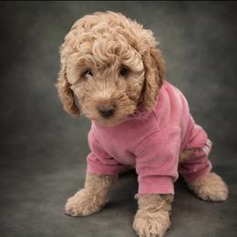 Butter - Golden Teddy Bear Mini Girl - Apricot female Goldendoodle puppy in Lancaster, California from Kid's Best Doodle