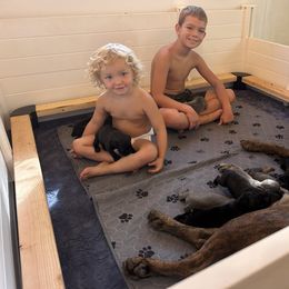 Cane Corso Puppies from Wilco Cane Corso