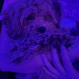 Cavapoos from Kelli Griffin's Cavapoos