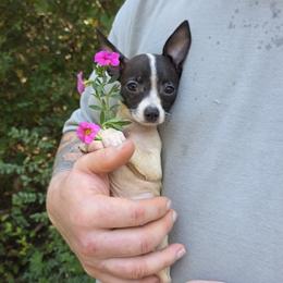 Murfy - Black and white male Chihuahua puppy in East Camden, Arkansas from RoyAl