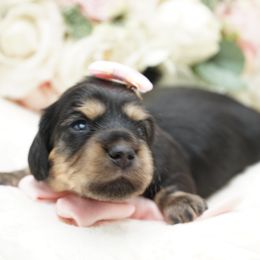 Dachshund Puppies from 30 Acre Woods Dachshunds