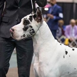 Great Danes from TriLa Great Danes