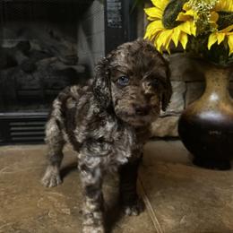 Goldendoodle Puppies from Serenity Goldendoodles