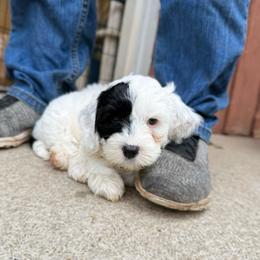 Gizmo - Cream male Australian Labradoodle puppy in Wamego, Kansas from Doodles of Oz