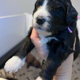 Nuthatch, light pink - Black and white female Aussiedoodle puppy in Grand Haven, Michigan from Happy Hippy Doodles