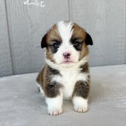 Boy 2 - Red male Pembroke Welsh Corgi puppy in Mc Cammon, Idaho from Sunny J Corgis and Mini Americans