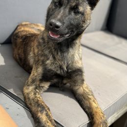 Girl 5 - Gold brindle Dutch Shepherd puppy in Watertown, Connecticut from APACHE CANINE