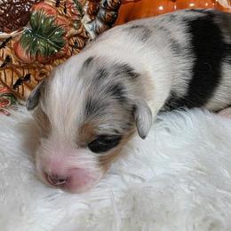 Australian Shepherd Puppies from SugarWood