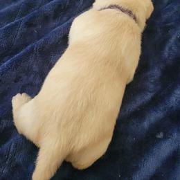 Maggie Mae - Wheaten female Scottish Terrier puppy in Carson City, Nevada from McCulley's Battle Born Scotties
