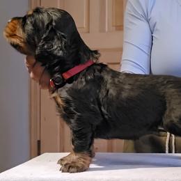 Gordon Setter Puppies from Sun-sett Gordon Setters