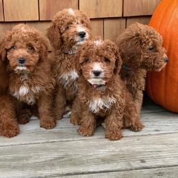 Goldendoodle Puppies from Woodland Acres