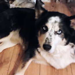 Voden - Siberian Husky