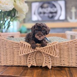 Chase ( blue ) - Phantom male Poodle puppy in Hooper, Utah from Anchor Dogs