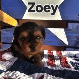 Faith - Black and tan female Morkie puppy in Terrell, Texas from PBJ Farms