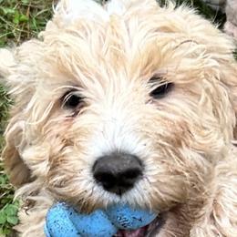 Australian Labradoodles from Autumn Haze Labradoodles