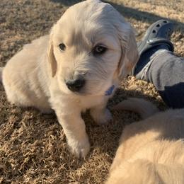 Golden Retriever Puppies from Daniel Ranch Golden Retrievers
