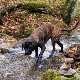 Mastiffs from Jennifer s Appalachian Mountain Mastiffs