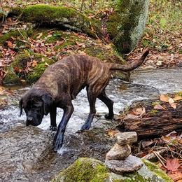 Mastiffs from Jennifer s Appalachian Mountain Mastiffs